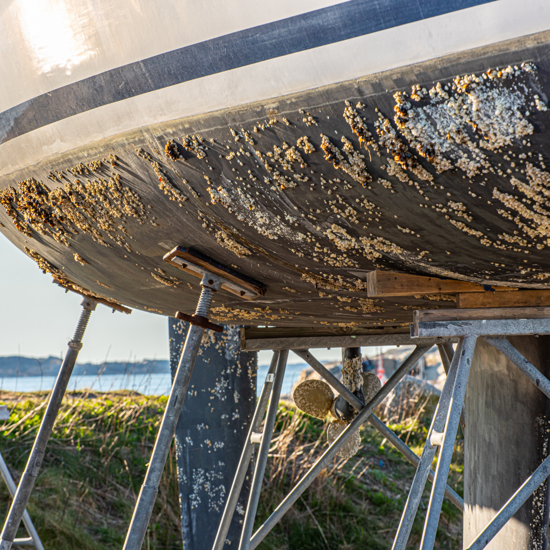 Biofouling ou encrassement biologique